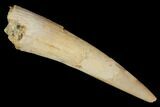 Pterosaur (Siroccopteryx) Tooth - Morocco #101685-1